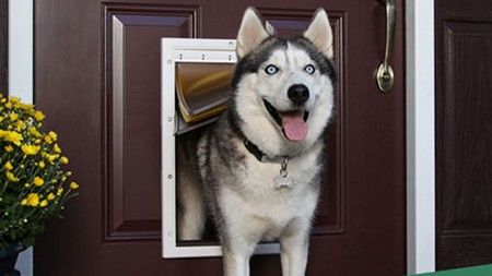 Dog Door Installers in Murrieta